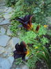 DSC04548