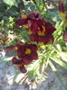DSC04908