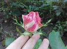 56-Pink Intuition