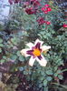 DSC05136