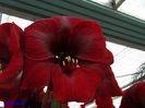 Keukenhof.06.05.2016 167