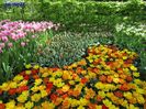 Keukenhof.06.05.2016 251