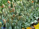 Keukenhof.06.05.2016 252
