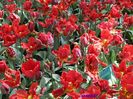 Keukenhof.06.05.2016 253