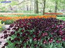 Keukenhof.06.05.2016 260