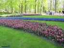 Keukenhof.06.05.2016 268