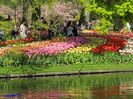 Keukenhof.06.05.2016 274