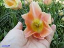 Keukenhof.06.05.2016 280