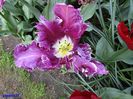 Keukenhof.06.05.2016 282