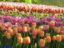 Keukenhof.06.05.2016 293