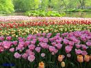 Keukenhof.06.05.2016 294