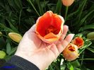Keukenhof.06.05.2016 296