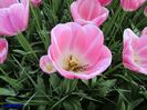 Keukenhof.06.05.2016 297