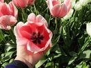 Keukenhof.06.05.2016 303