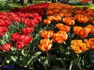 Keukenhof.06.05.2016 309