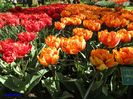 Keukenhof.06.05.2016 310