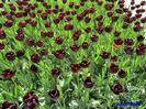 Keukenhof.06.05.2016 316