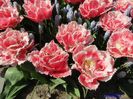 Keukenhof.06.05.2016 323