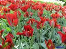 Keukenhof.06.05.2016 329