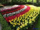Keukenhof.06.05.2016 338