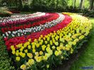 Keukenhof.06.05.2016 339