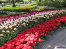 Keukenhof.06.05.2016 343