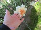 Keukenhof.06.05.2016 344