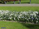 Keukenhof.06.05.2016 353