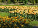 Keukenhof.06.05.2016 355