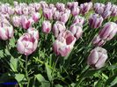 Keukenhof.06.05.2016 357