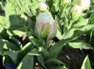 Keukenhof.06.05.2016 358