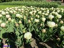 Keukenhof.06.05.2016 359