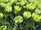 Keukenhof.06.05.2016 362