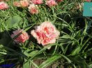 Keukenhof.06.05.2016 364