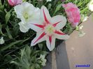 Keukenhof.06.05.2016 414