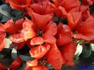 Keukenhof.06.05.2016 415