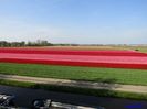 Keukenhof.06.05.2016 425
