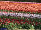 Keukenhof.06.05.2016 464