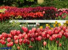 Keukenhof.06.05.2016 541