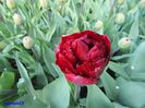 Keukenhof.06.05.2016 545