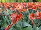 Keukenhof.06.05.2016 546