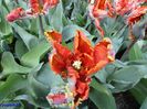 Keukenhof.06.05.2016 547