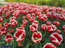 Keukenhof.06.05.2016 548