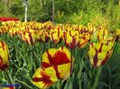 Keukenhof.06.05.2016 549
