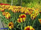 Keukenhof.06.05.2016 550