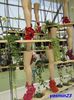 Keukenhof.06.05.2016 397