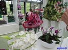 Keukenhof.06.05.2016 403