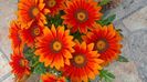 WP_20160701_15_43_11_Pro