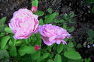 Mary Rose