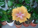 DSCN0971